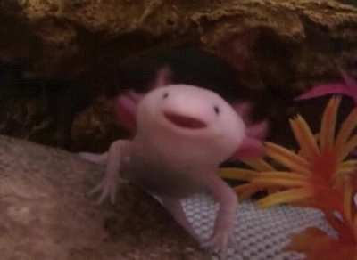 haha a weird fish