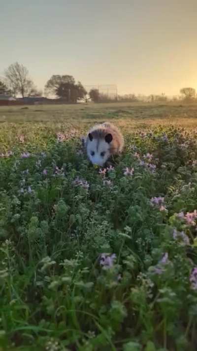 Flower Romping Jelly Bean