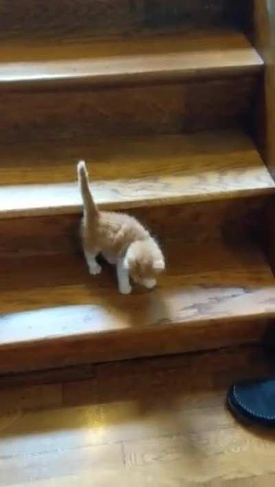Tito's first trip down the stairs