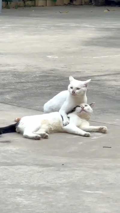 Котики &amp;amp; любовь