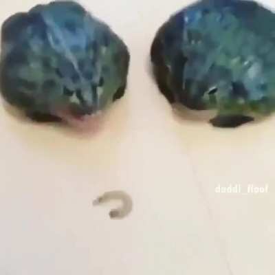 Pepega &Eacute; meu