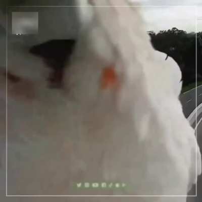 Parrot prevents a camera from recording violations on a street in Australia.