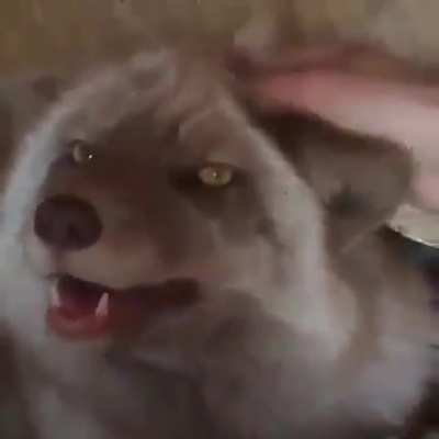 Fox screm