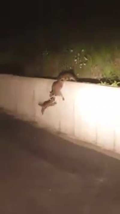 Raccoon Rescue Team