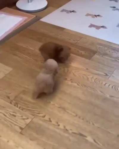 I am gonna catch you