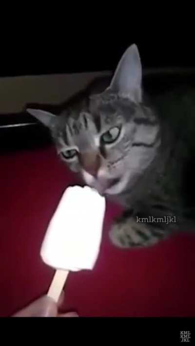 Brain Freeze Cat