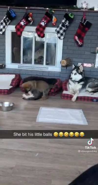 Poor puppy