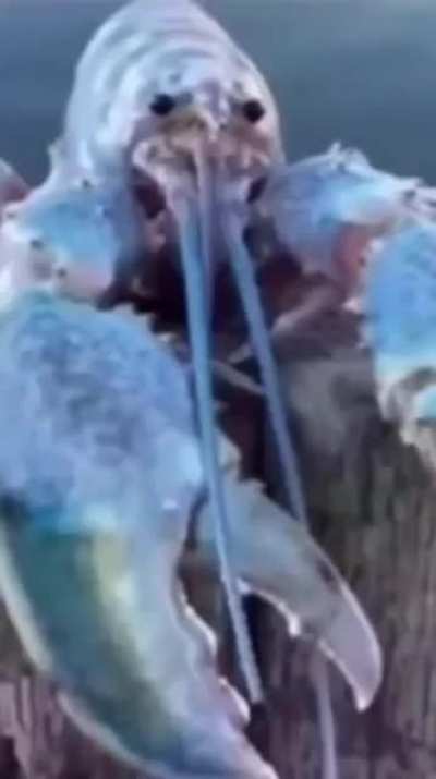 🦞
