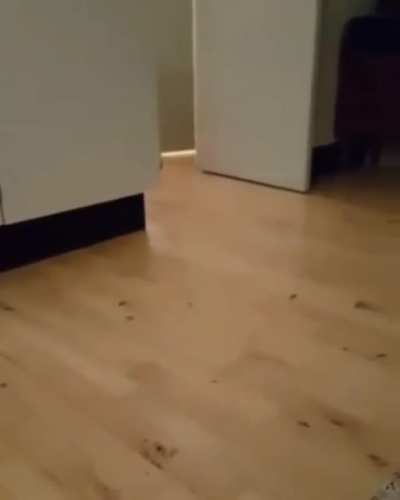 HMC I want a treat!