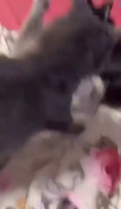 That poor cat