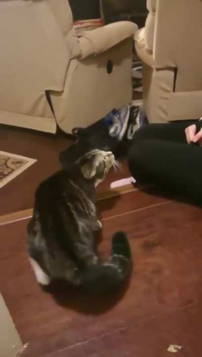 Kitty doesn't approve: my ear is not your costume, Karen