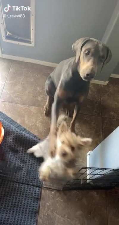 He knows they won&rsquo;t get a treat until they both sit 😂