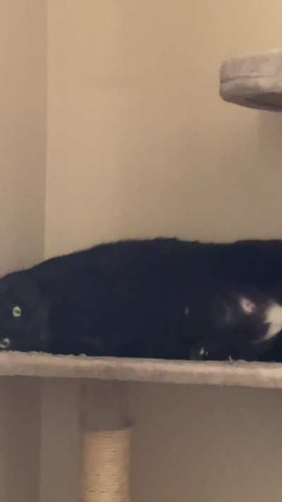 My big (20 lb) boy questioning all of his life choices