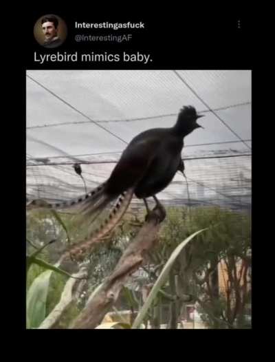 Lyrebird mimics baby.