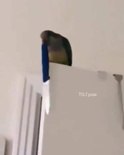 "This is a low-flying parrot attack" - Radiohead
