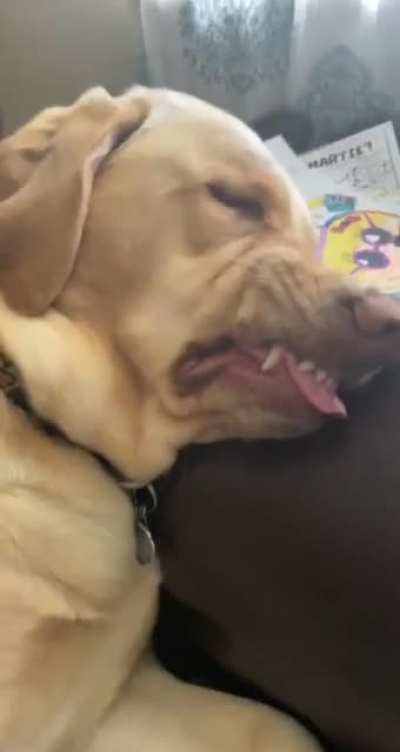 woof_irl