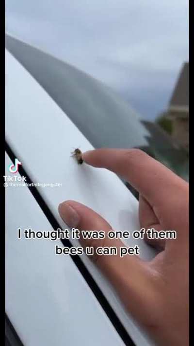 def ain't one of them bees u can pet