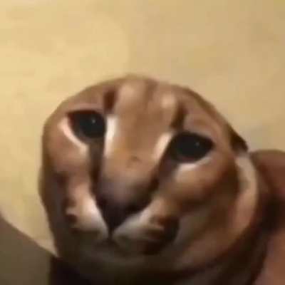 Funny floppa (not mine)