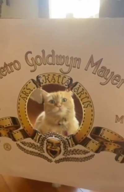 Actor cat