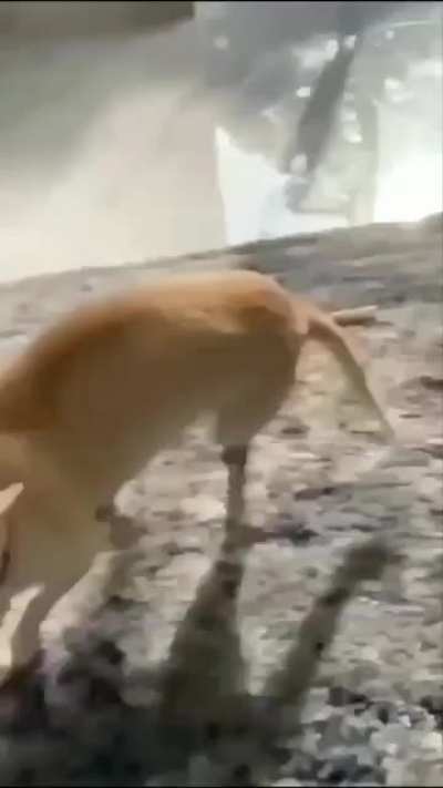 chihuahuas r scari