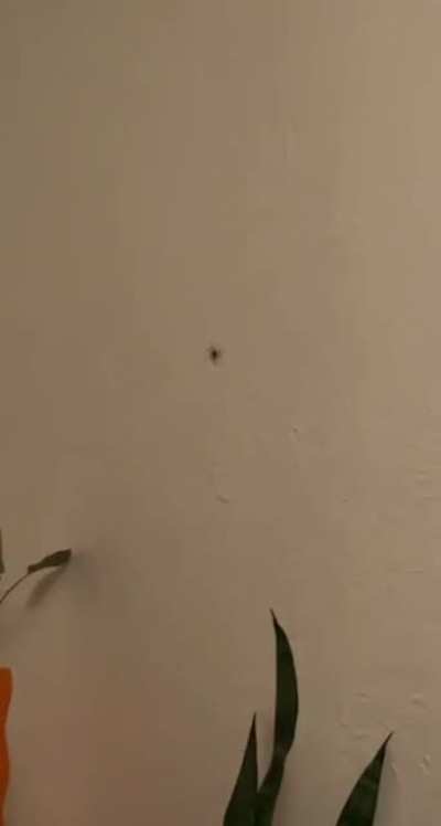 Itsy bitsy spider