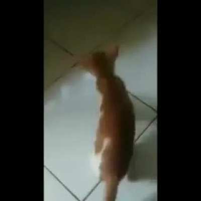 wordington feline