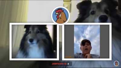 OMG is a dog