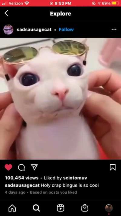 sunglasses cat sunglasses cat