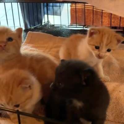 Mama stray cat brought in her batch of kittens! Now I&rsquo;m helping raise them😸