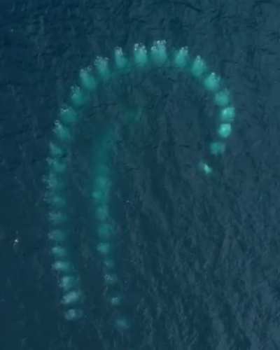 🔥 Pod of Humpback whales hunting by creating spirals of bubbles and using it as a net to trap krills.