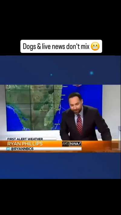 Dogs everywhere 