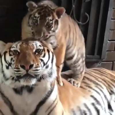 Super Cute Tiger Mom &amp;amp; Son