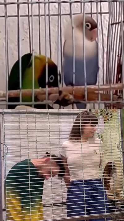 Mating season