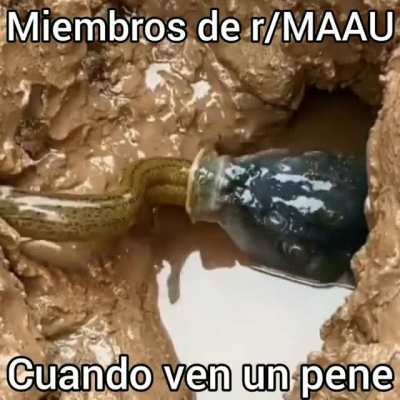 XD