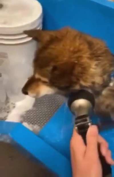 Doggo scream