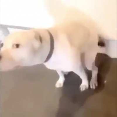 Veja o cachorro dan&ccedil;ando antes de avan&ccedil;ar