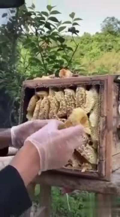 Bee