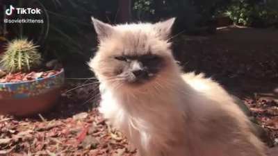 Wind Marf