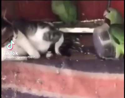 To enjoy a snack of tail.
