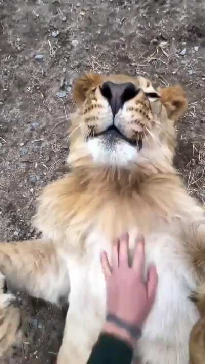 Scratching wunker&rsquo;s belly