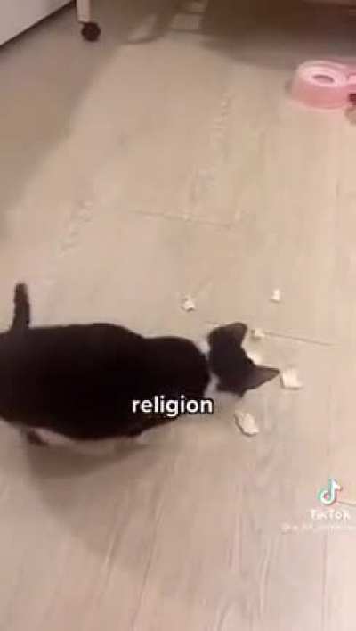 🐱