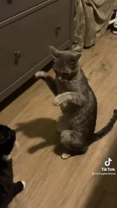You getting this on film? That&rsquo;s right I&rsquo;m a bad cat...
