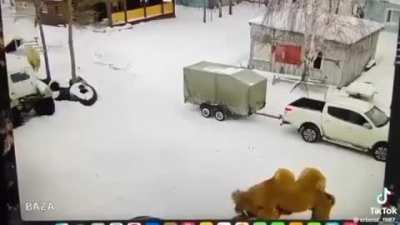 Punch a Camel in the face