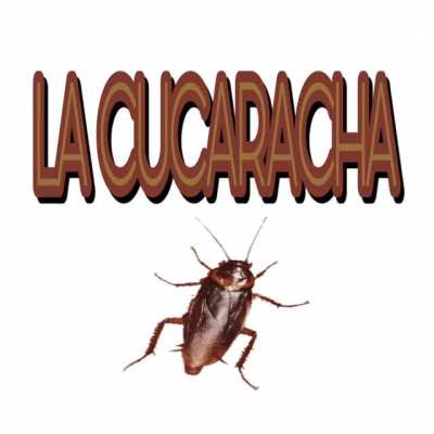 the cockroach