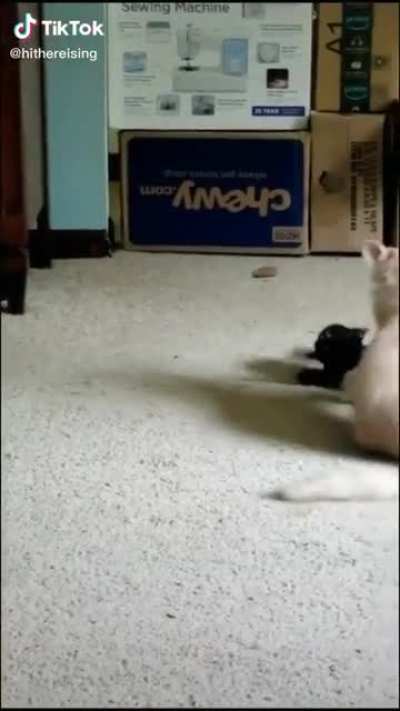 Touch tha Kitten