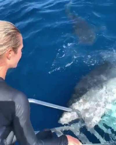 to eat a human.