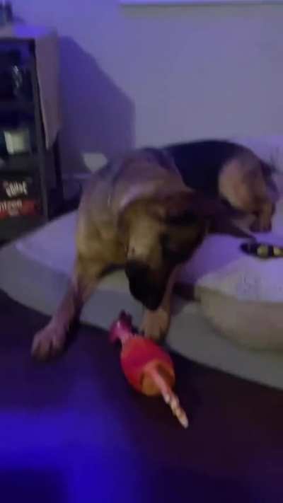Poor dog, poor toy