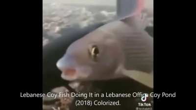 Straightest Fish in Lebanon