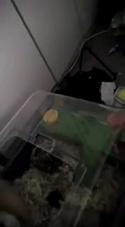 My friend sent this video to me (Btw, the hamster's okay)