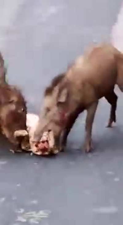 Wild Pigs feasting on a Leopard carcass